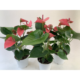 Anthurium Spar-Set 'Pink Champion' (3 Pfl. im 12 cm Topf)