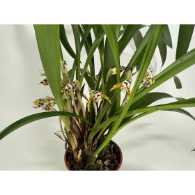 Maxillaria picta