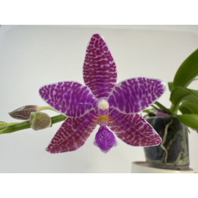 Phalaenopsis lueddemaniana