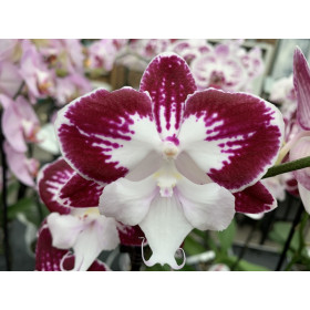 Phalaenopsis Tinker Bell 'Kizz' (1 Rispe)