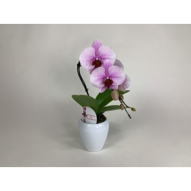 Phalaenopsis Swan 'Blush' (1 Rispe, inkl. Übertopf)