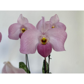 Paphiopedilum Ho Chi Minh (in Blüte / Knospe)