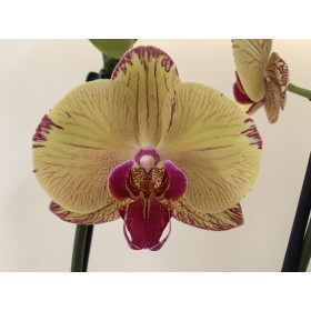 Phalaenopsis Golden Splash (2 Rispen)