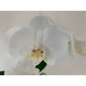 Phalaenopsis amabilis 'aphrodite' (2 Rispen)