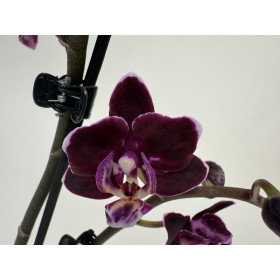 Phalaenopsis Aliyah 'Black' (1 Rispe)