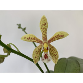 Phalaenopsis stuartiana puntatissima x mannii 'Dark' (Jgpfl.)