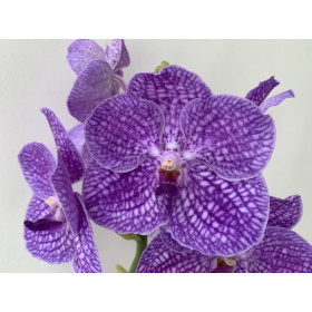Vanda Violet Chess (in Knospe / Blüte)