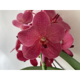Vanda Wine Red (in Knospe/Blüte)