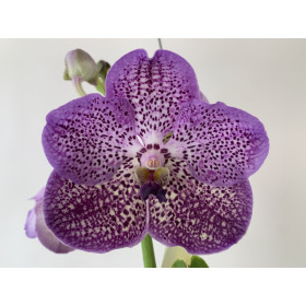Vanda Dark Purple Spots (in Blüte / Knospe)