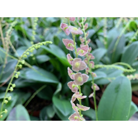 Stelis purpurascens (1-2 Stiele)