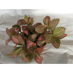 Fittonia verschaffeltii