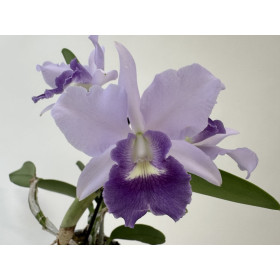 Cattleya Final Blue