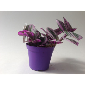 Tradescantia Nanouk