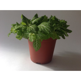 Fittonia Lemon Green