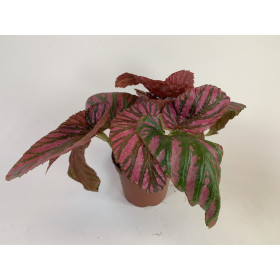 Begonia brevirimosa