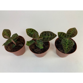 Macodes celebica - Sparset