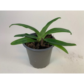 Paphiopedilum primulinum (Jgpfl.)