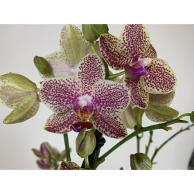 Phalaenopsis Pikachu (2 Rispen)