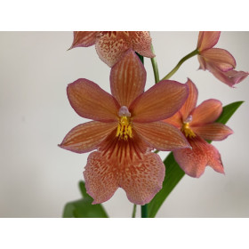 Burrageara Nelly Isler 'Orange' (1 Rispe)