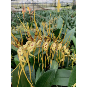 Brassia giroudiana