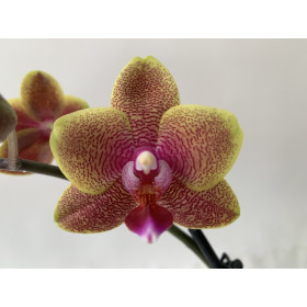 Phalaenopsis Sogo Lawrence (1 Rispe)