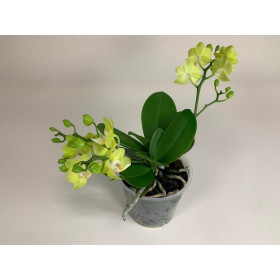 Doritaenopsis Table Lemon (3-4 Rispen)