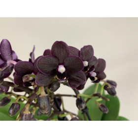 Doritaenopsis Black Beauty (3 Rispen)