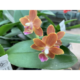 Doritaenopsis Gismo (Duft-Phalaenopsis)