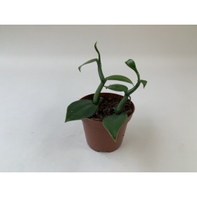 Vanilla imperialis (Jungpflanze)