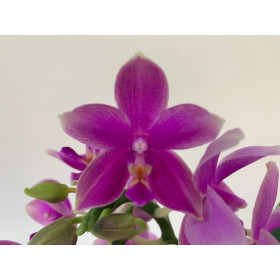 Phalaenopsis Love Potion (2 Rispenansätze)