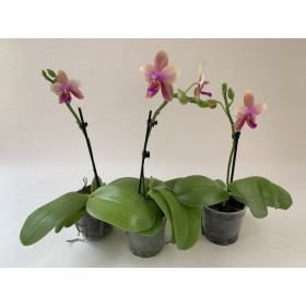 Phalaenopsis Liodoro 3er Sparset (1 Rispe)