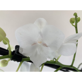 Phalaenopsis Little Manta 'Gili' (2 Rispen)