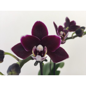 Doritaenopsis Little Black Pearl (2 Rispenansätze)