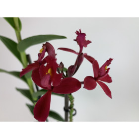 Epidendrum Ballerina 'Red' (1-2 Rispen)