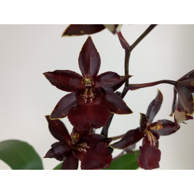Colmanara Wildcat 'Black Cat' (1 Rispe)