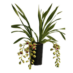 Cymbidium Jaina (3-4 Rispen)
