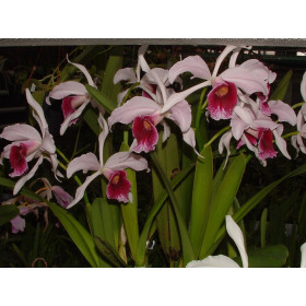 Laelia purpurata 'vinocolor'