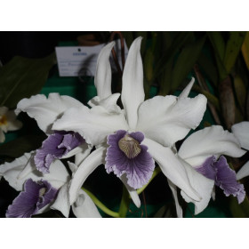 Laelia purpurata werkhauseri 'Brusque'