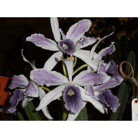 Laelia purpurata werkhauseri striata 'Donna Hilda'