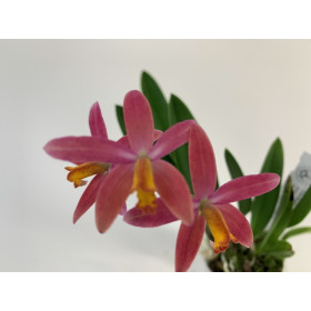 Laelia milleri x lucasiana (Jgpfl.)