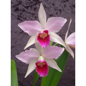 Laelia purpurata 'tipo rosada'