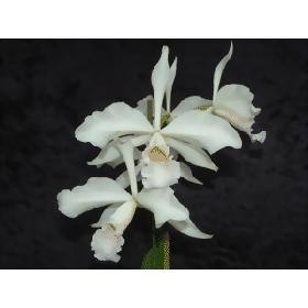 Laelia purpurata 'canhanduba'