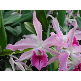 Laelia purpurata x Laelia majalis