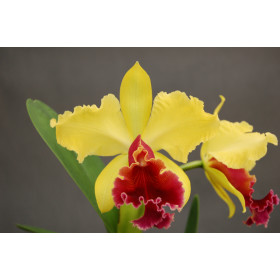 Laeliocattleya Alma Wichmann