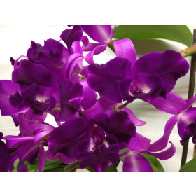 Cattleytonia Tristar Bouquet (Importpflanze)