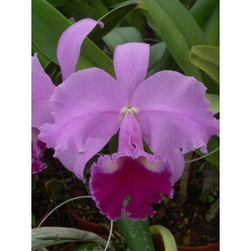 Laeliocattleya Wintermärchen