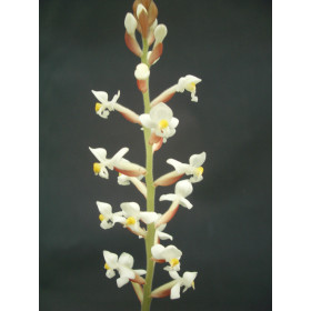 Ludisia discolor (5-7 Rispen)