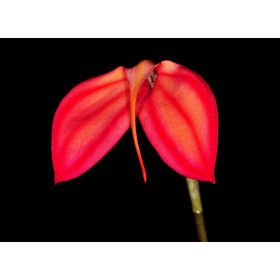 Masdevallia ignea