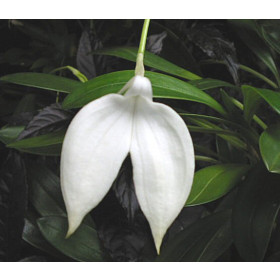 Masdevallia coccinea 'alba'