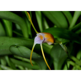 Masdevallia paivaeana